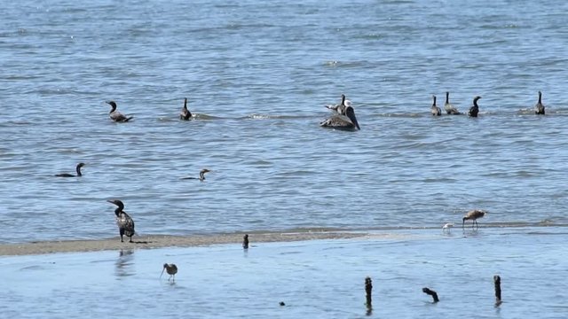 HD Video of many sandpipers, terns, cormorants and gulls foraging for food in the shallow coastal waters and along shore. 