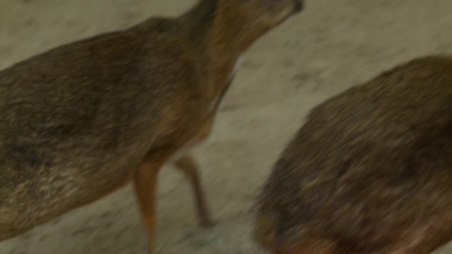 Handheld, close up shot of a chevrotain.