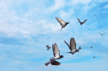 pigeons flying in the sky