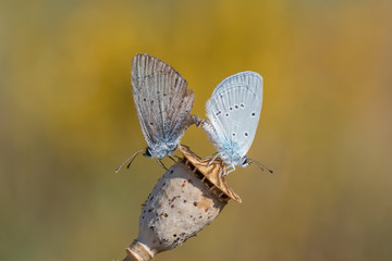 butterfly on flower