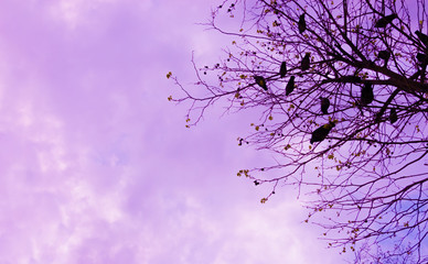 birds standing on the tree with purple sky background