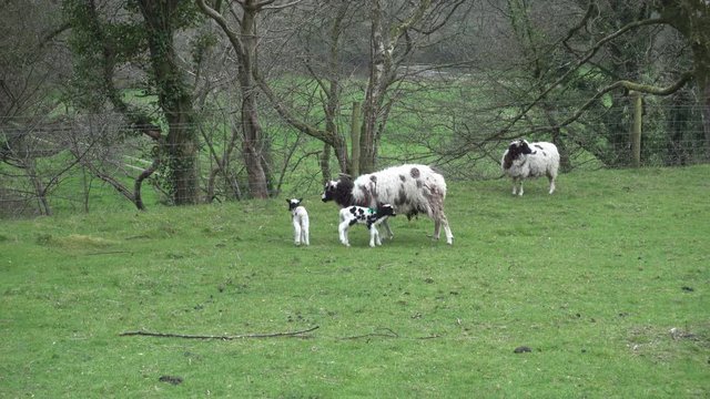 Jacob sheep lambs and ewes in a grass field in Cornwall, UK