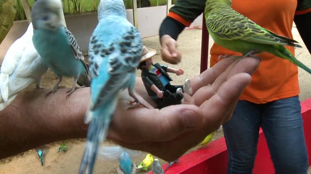 Handheld, medium close up shot of parakeets eating out of a person's hand.