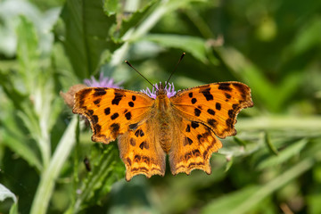 butterfly on flower