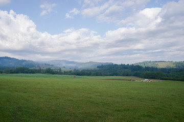 Pastwisko w górach, Bieszczady, okolice Dwernika