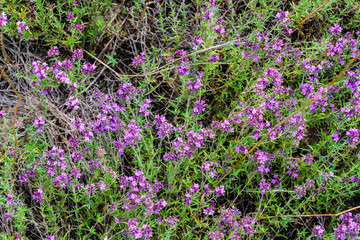 Naklejka premium Flowers of Thyme (Thymus) on a meadow