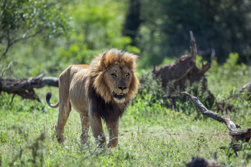 Plakat African lion in Kruger National park, South Africa