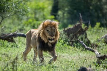 African lion in Kruger National park, South Africa