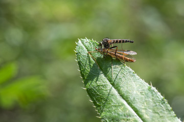 fly on leaf