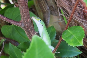 Green anole lizard