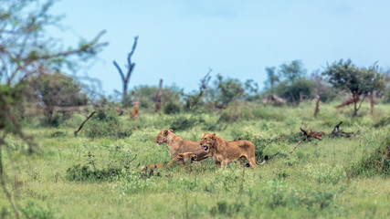 Naklejka na ściany i meble African lion in Kruger National park, South Africa