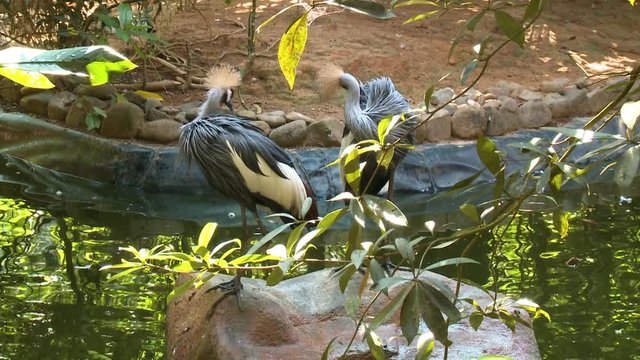 Handheld, medium wide shot of two black crowned cranes standing on a rock.