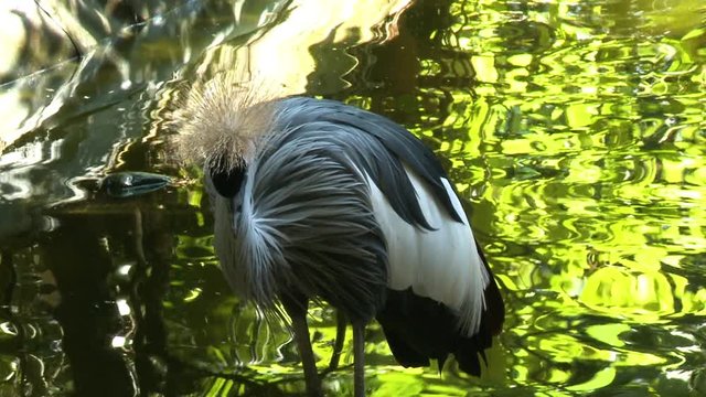 Handheld, medium close up shot of a black crowned crane looking for fish in shallow water.