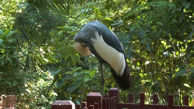 Handheld, medium close up shot of a black crowned crane itching itself while standing on a wooden fence.