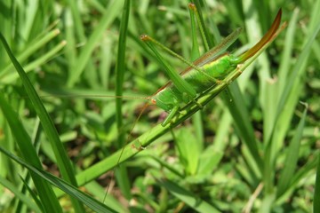 Green genus grasshopper on grass in the meadow, closeup
