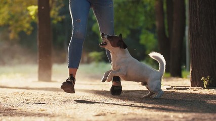 Attractive young woman running and playing with jack russel terrier in park during beautiful sunset, super slow motion, low angle view