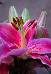 Gotas de agua en una hermosa flor rosa