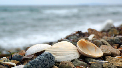 shells on the beach