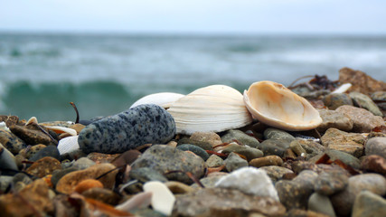 shell on the beach
