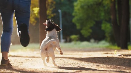 Attractive young woman running and playing with jack russel terrier in park during beautiful sunset, super slow motion, low angle view