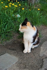 Three-colored white-black-red stray cat after eating sitting in the summer sun