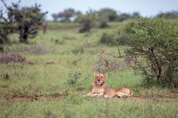 African lion in Kruger National park, South Africa