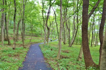 Fototapeta premium 風景 森 道 夏 杤木 公園 