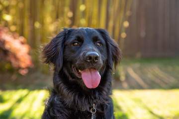 Black Retriever Dog