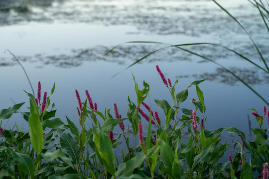 Willow grass (persicaria amphibia) growing in a shallow lake. Taken in rural Minnesota
