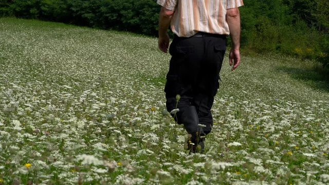 Man goes through field of white flowers Wild Carrot (Daucus carota) - (4K)