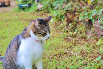 ねこ　夏　庭　杤木