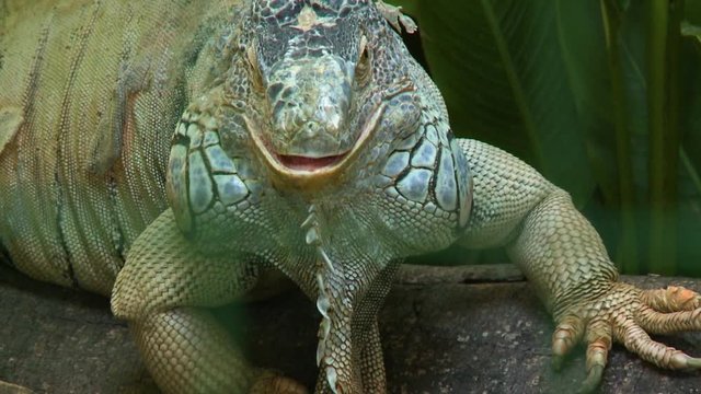 Handheld, close up shot of an iguana's dewlap, the iguana turns and stares at the camera.
