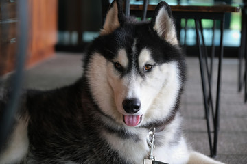 siberian husky is animals that are popular throughout the world.