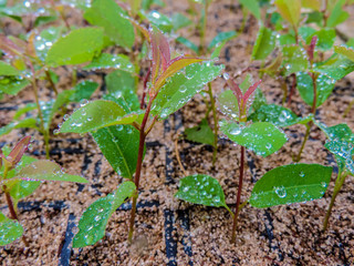 tree seedlings
