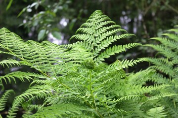 fern in forest