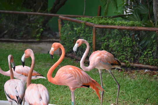tropical paradise flamingos in love pink of flamingos 