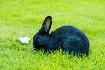 cute black rabbit eating on freshly green grasses in the park