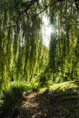 sun shining through the leaves  of willow tree in the park by the pond