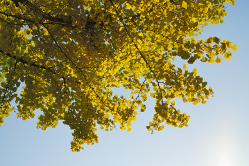 イチョウ　素材