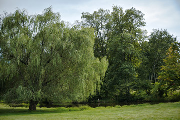 Weeping willow and pond with Greenfield