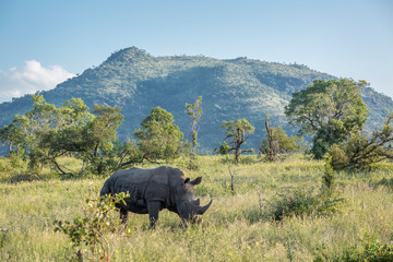 Southern white rhinoceros in Kruger National park, South Africa