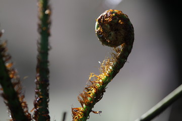 Fern plant in the botanical garden