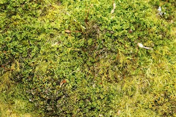 moss on tree