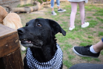 Perro labrador esperando comida