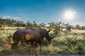 Obraz na płótnie Canvas Southern white rhinoceros in Kruger National park, South Africa