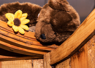 Teddy Bear with sunflower looking from top of wardrobe.