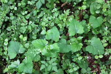 background of green leaves