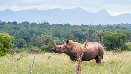 Southern white rhinoceros in Kruger National park, South Africa