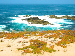 Dunes and beach vegetation, rocky reef and blue Atlantic Ocean waters with surf at Sines, Portugal.