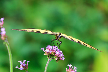 Butterfly getting ready for flight